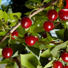 Cherry (Combination)