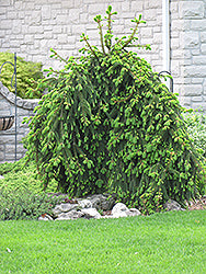 Spruce, Norway 'Weeping'