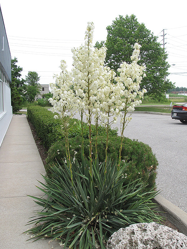 Yucca 'Excalibur'