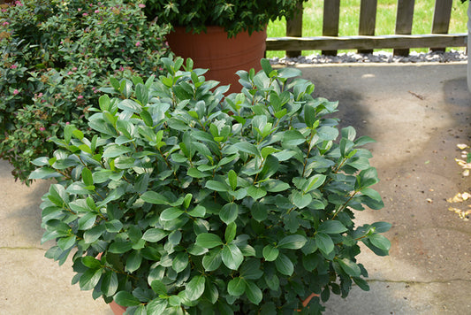 Aronia 'Low Scape Mound' PW