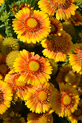 Blanket Flower 'Arizona Apricot'