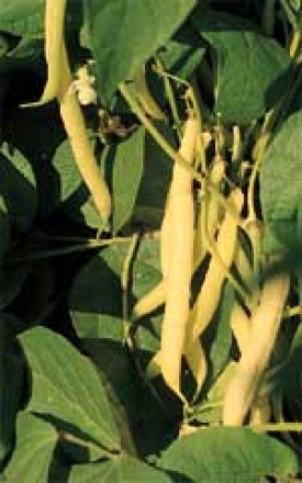 BEAN GOLDEN WAX SEED