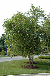 Birch, River 'Clump'