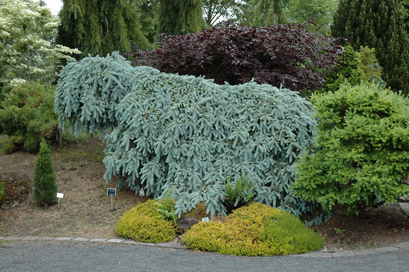 Spruce, Blue Weeping 'The Blues'