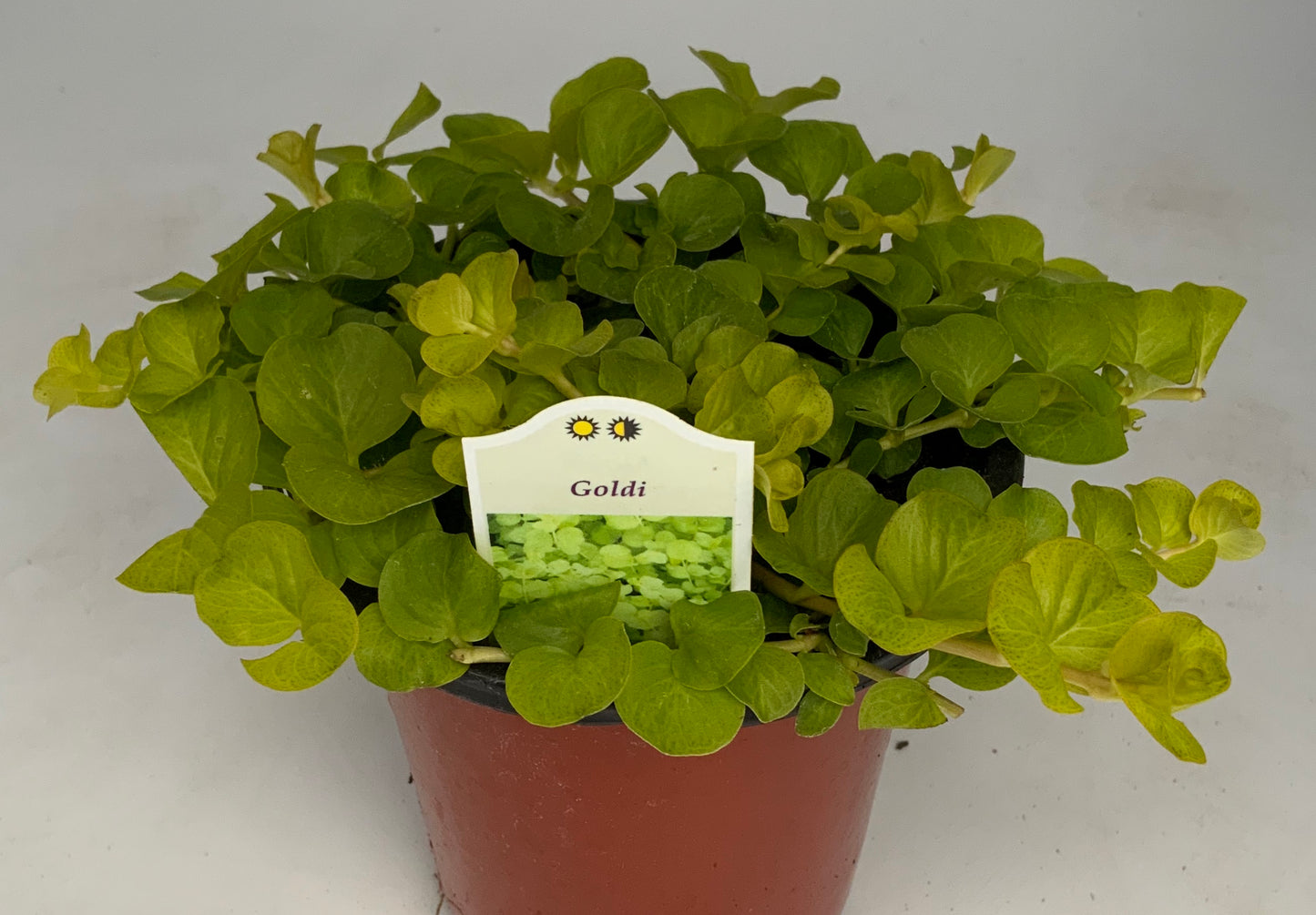Creeping Jenny (Goldi) 4.25"