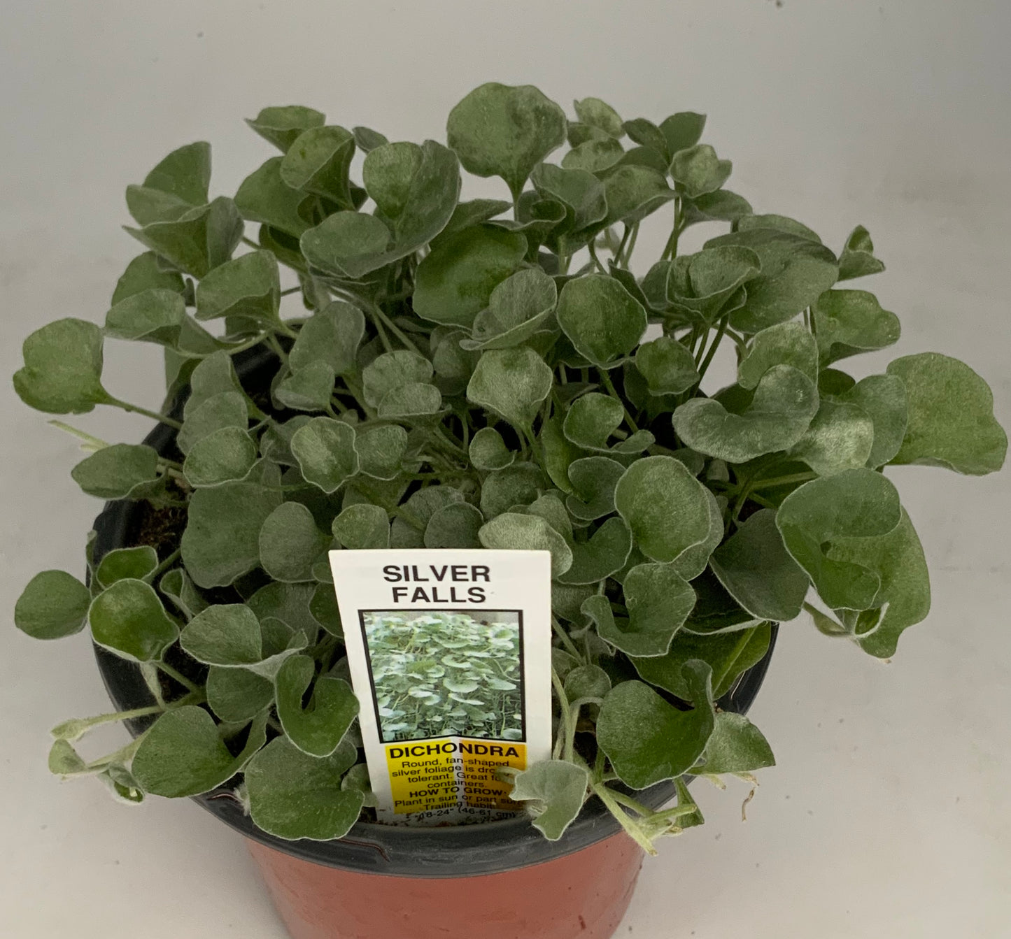 Silver Falls Dichondria 4.25"