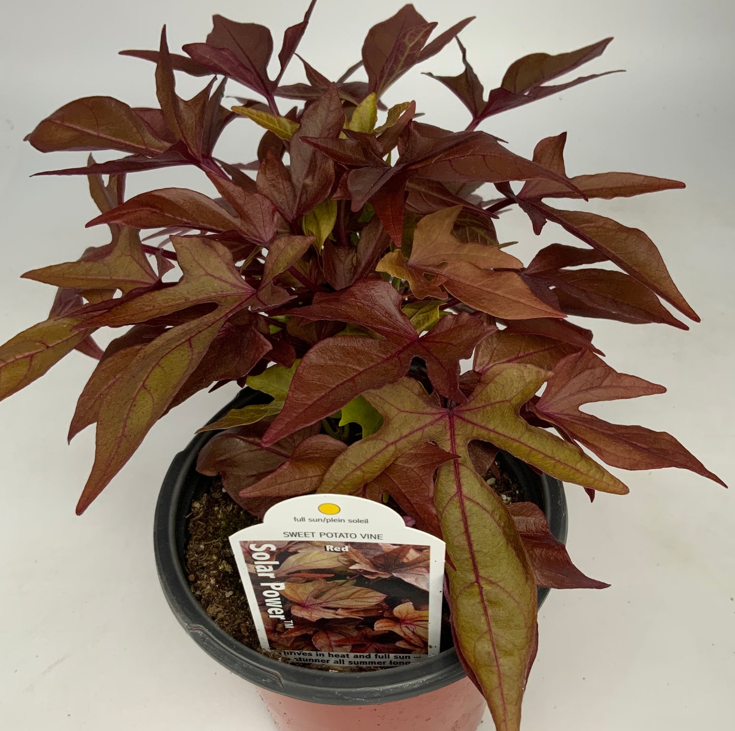 Potato Vine Trailing 4.25"