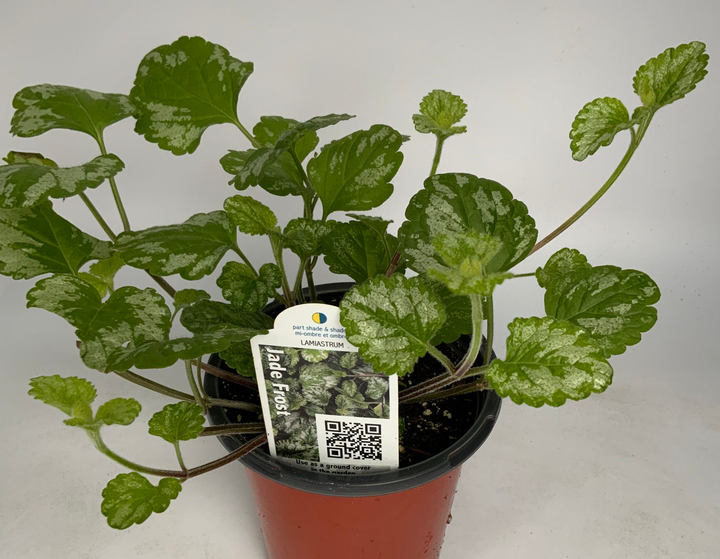 Lamium  Jade Frost 4.25"