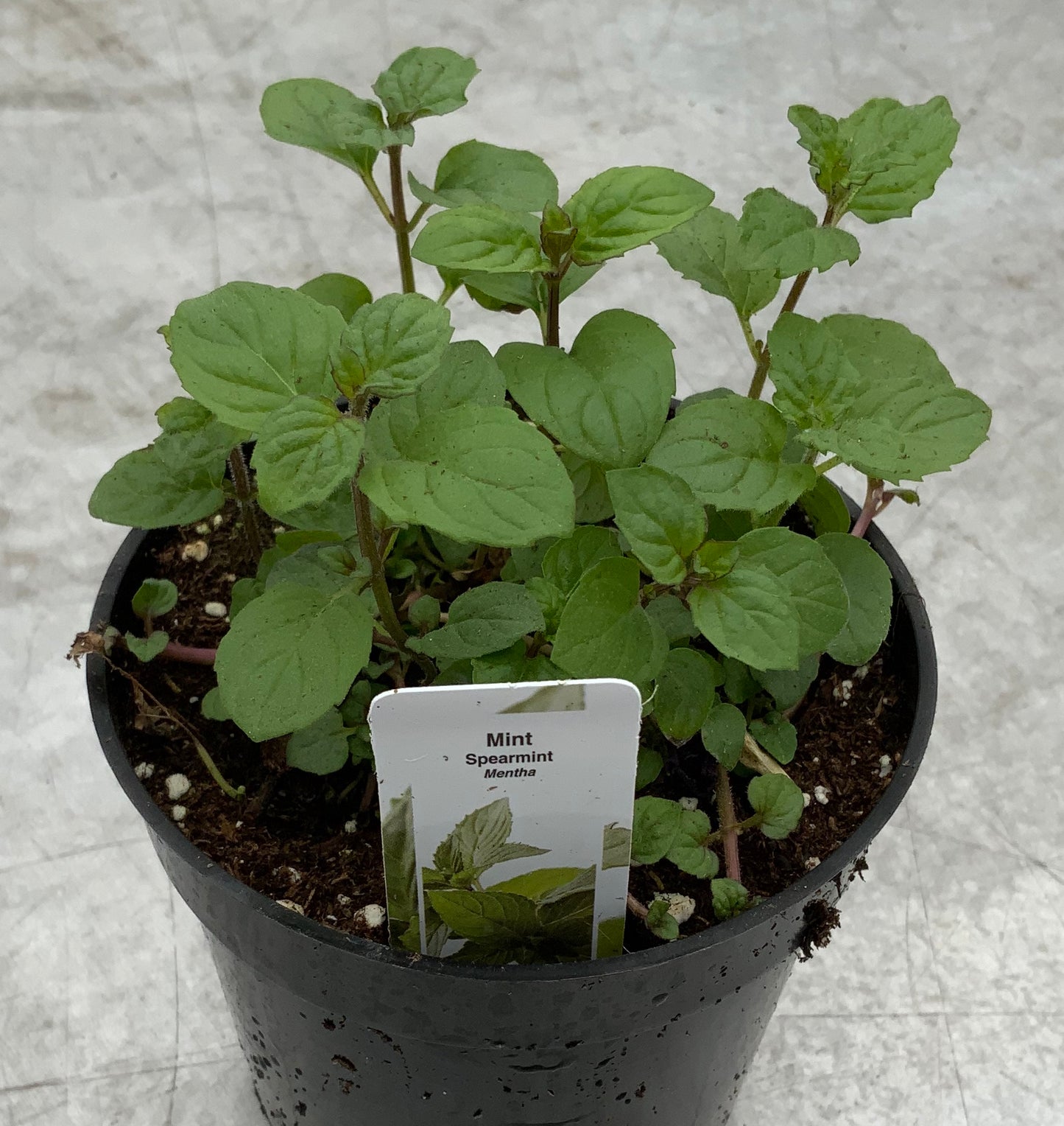 Mint 'Spearmint' 4"