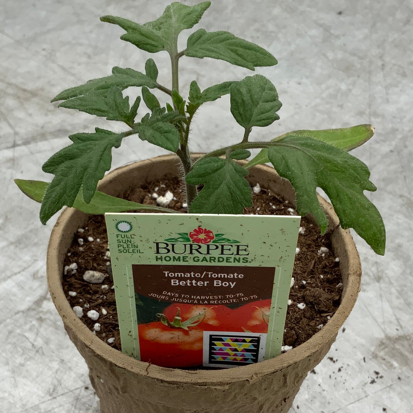 Tomato 'Better Boy'