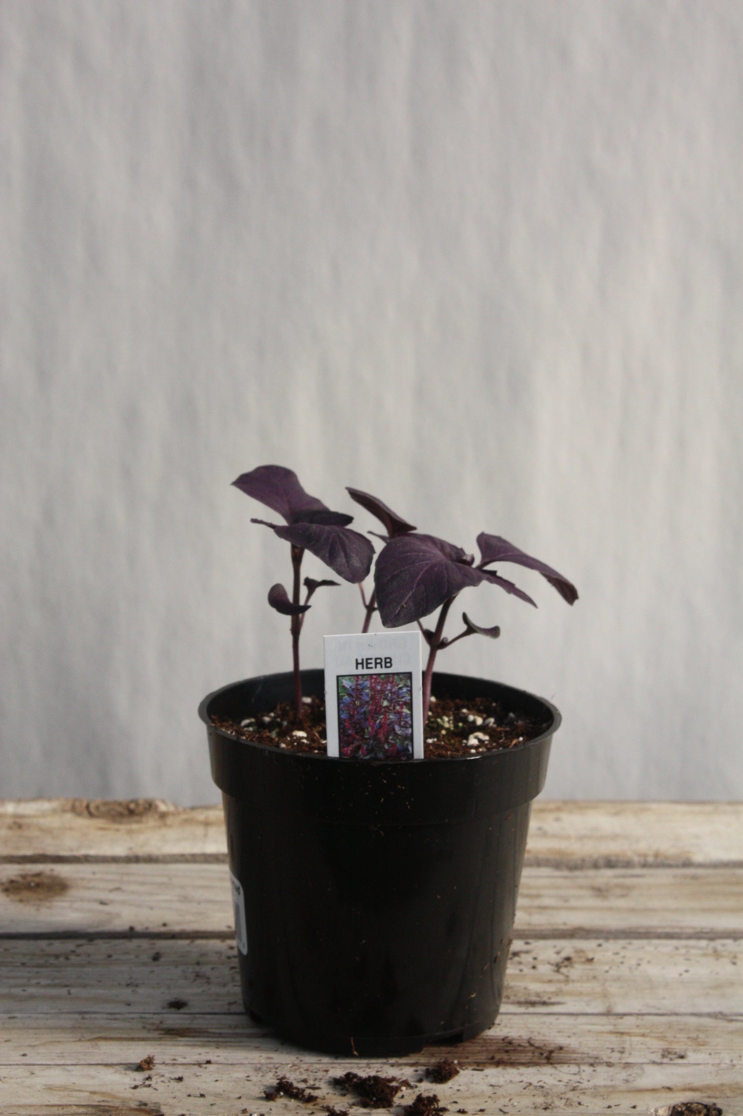 Basil 'Red Rubin' 4"