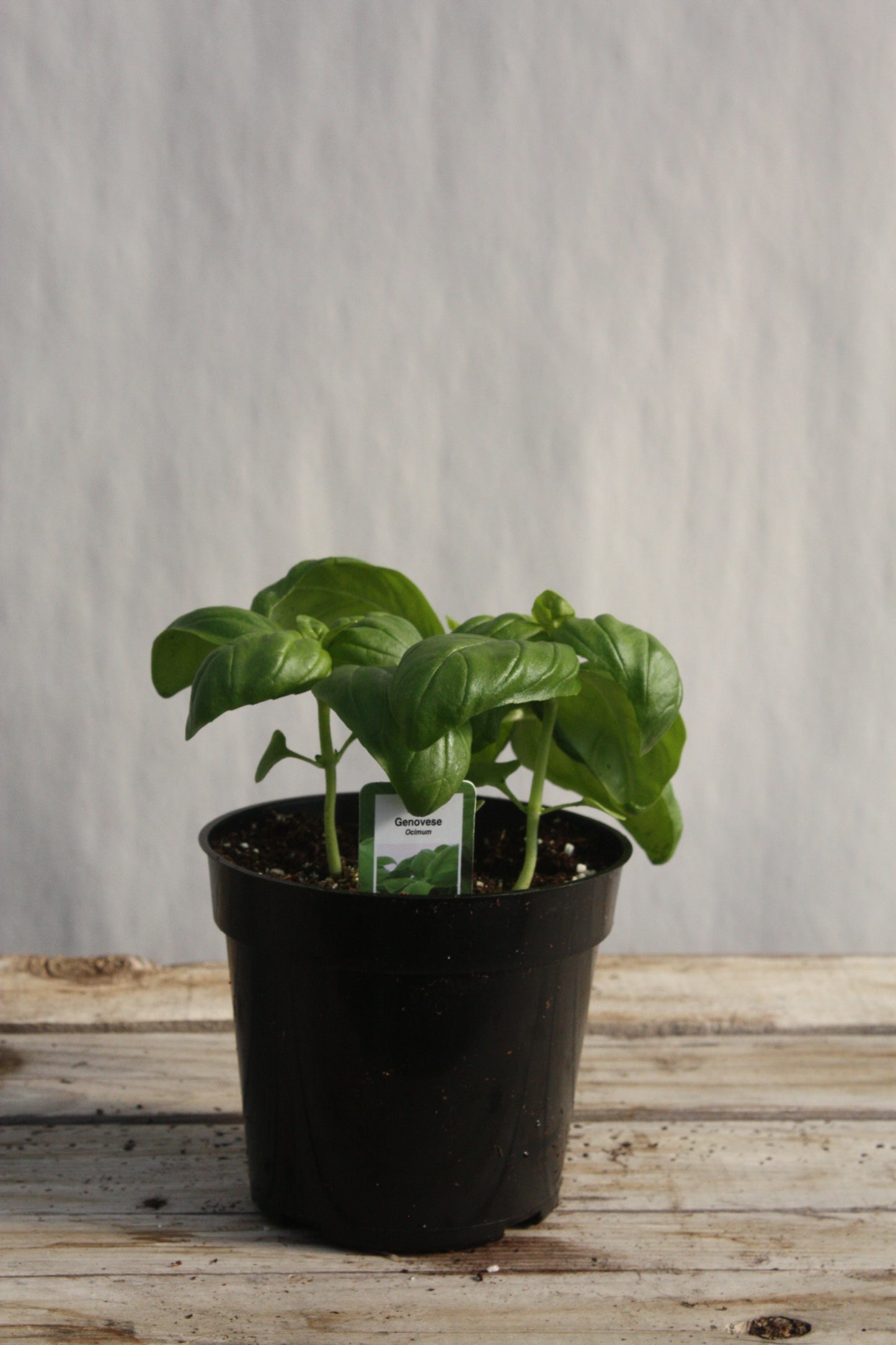 Basil 'Genovese' 4"