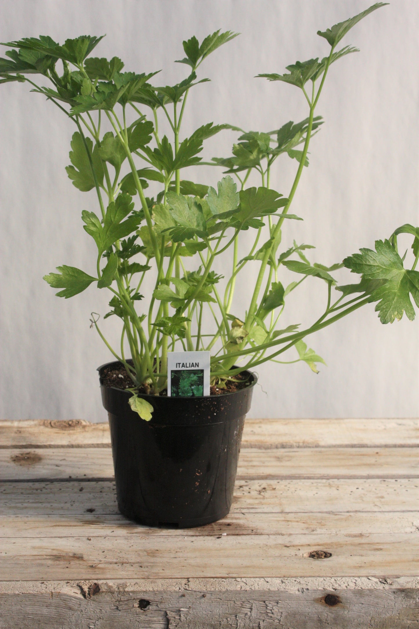 Parsley 'Italian Dark Sgl' 4"