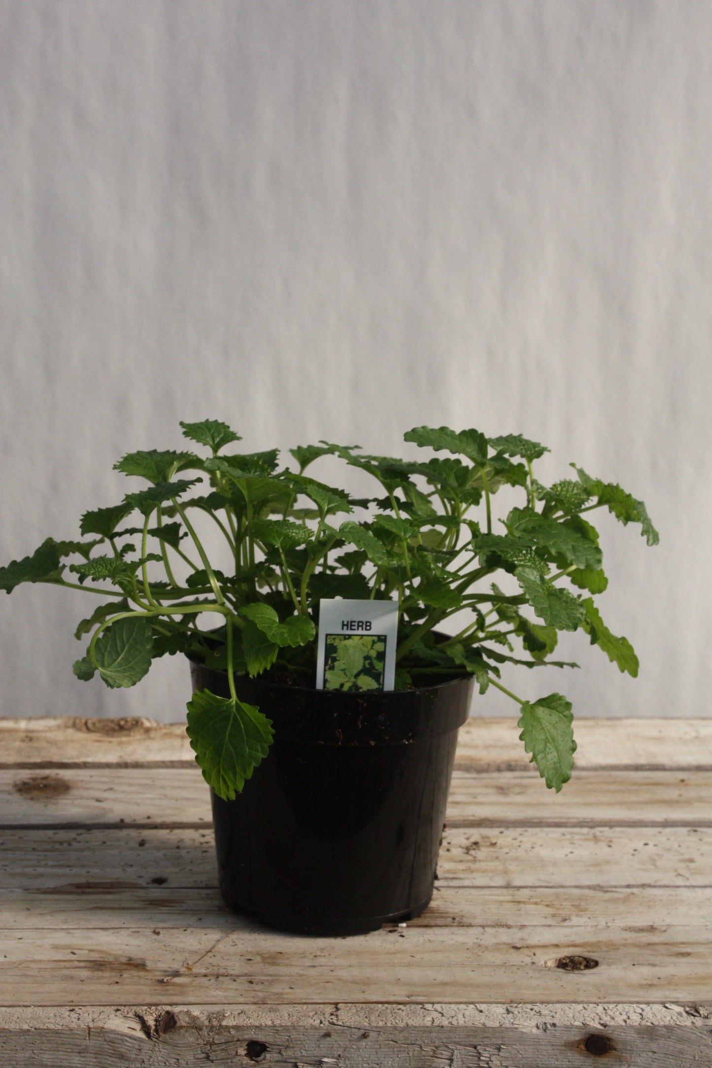 Lemon Balm  4"