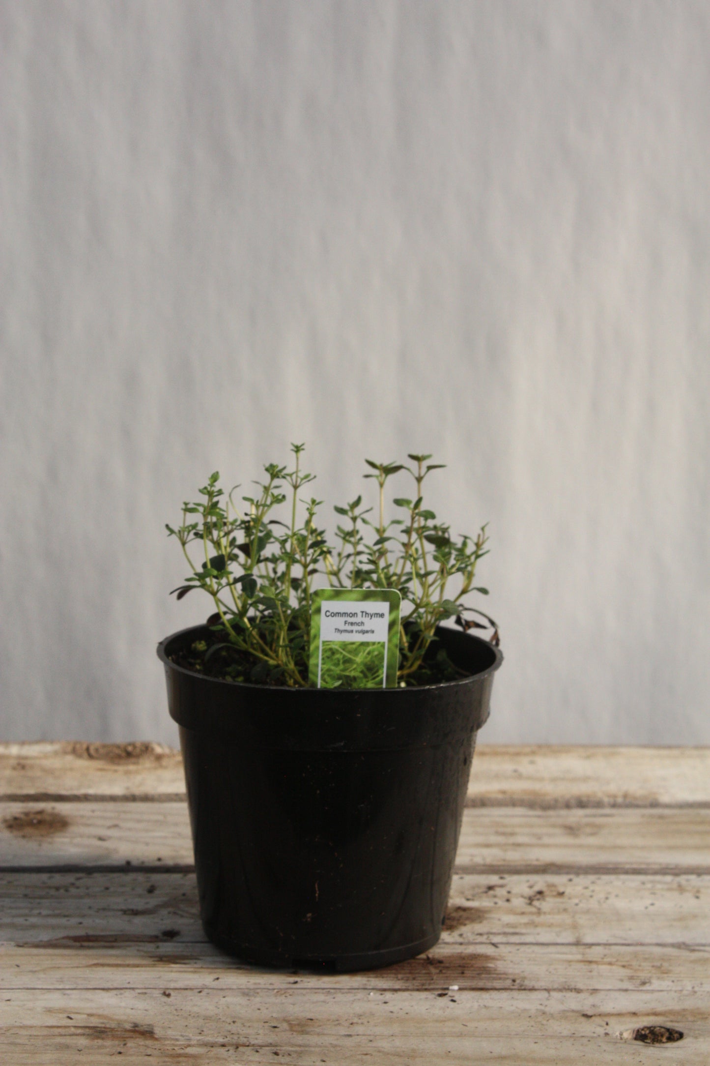 Thyme 'Summer' (French) 4"