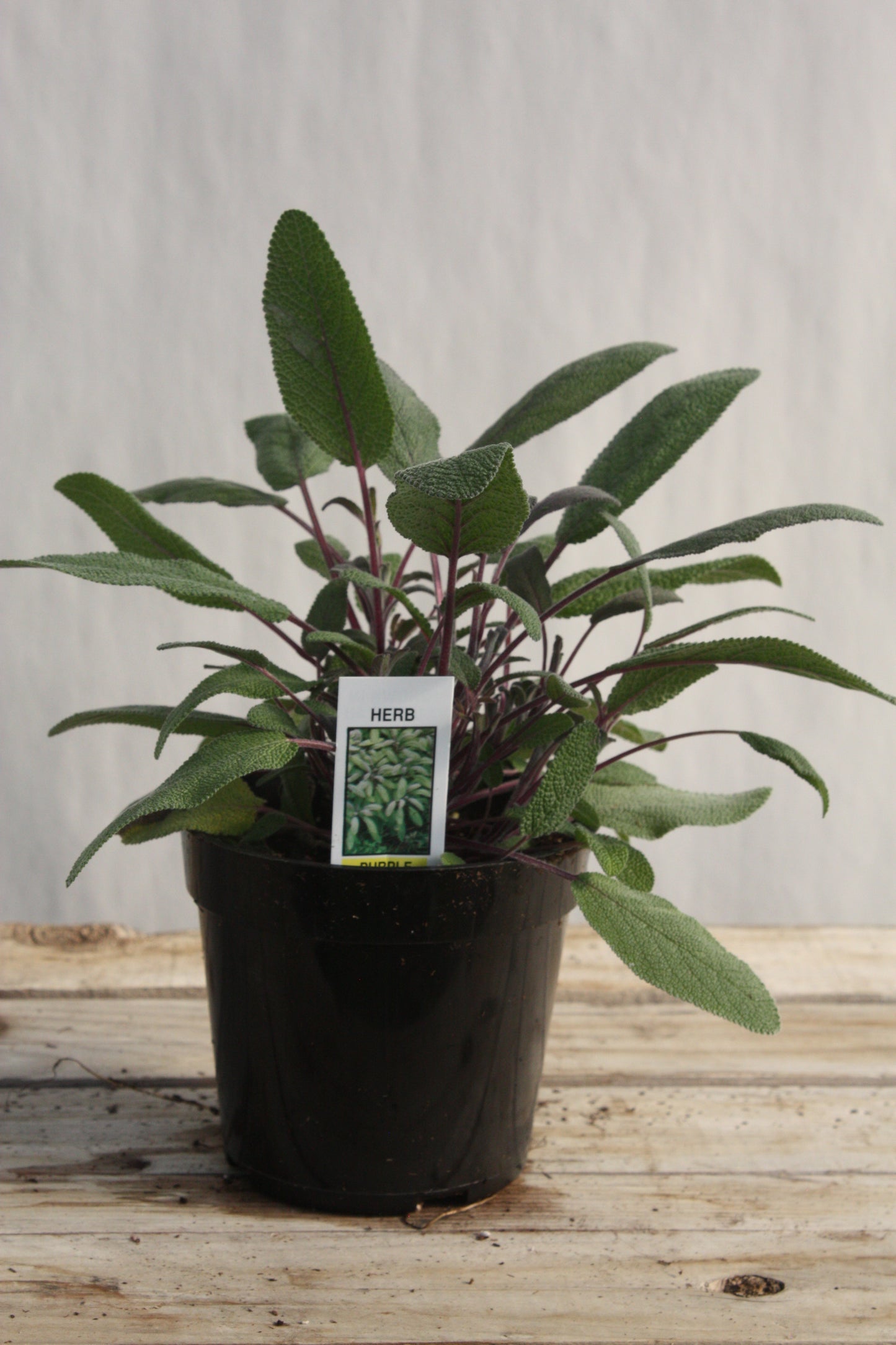 Salvia/Sage 'Purple' 4"