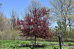 Crabapple Tree 'Royal Raindrops''