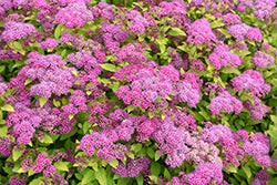 Spirea 'Magic Carpet'