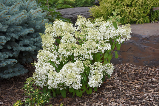 Hydrangea 'Bobo' PW