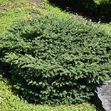 Bird's Nest Spruce 2Gal