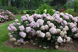 Hydrangea 'Incrediball Blush' PW