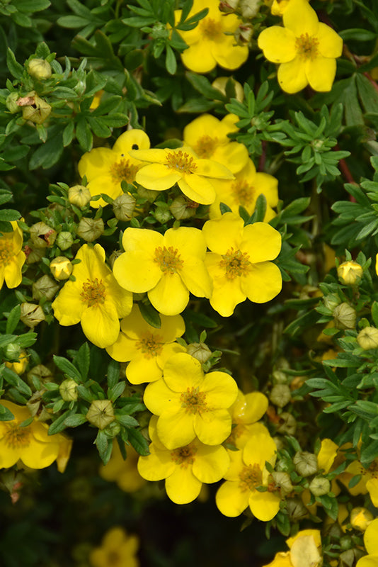 Potentilla 'Happy Face - Yellow' PW