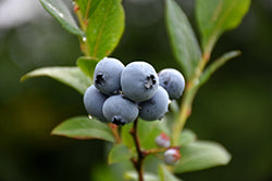 Blueberry 'Northsky'