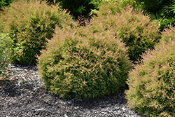 Cedar 'Fire Chief'