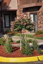 Hydrangea Tree Form 'Quick Fire' PW 7G