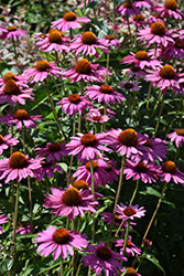 Coneflower 'PowWow Wild Berry'