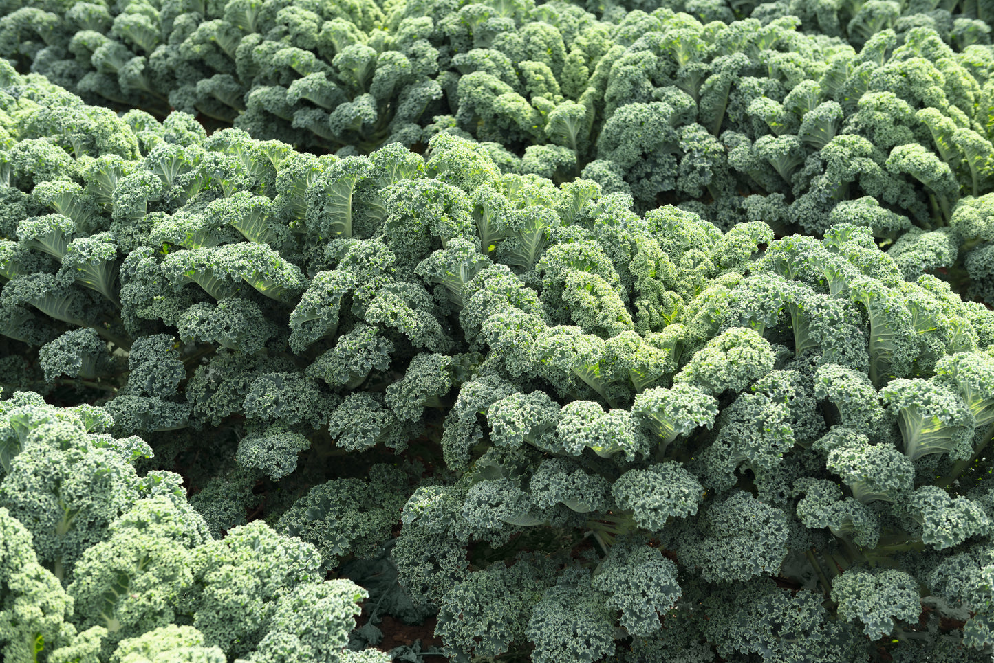 Kale 'Winterbor' 6-Pack