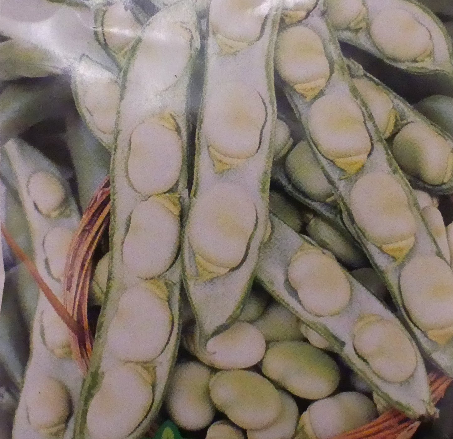 BEAN BROAD WINSOR FAVA - SEED