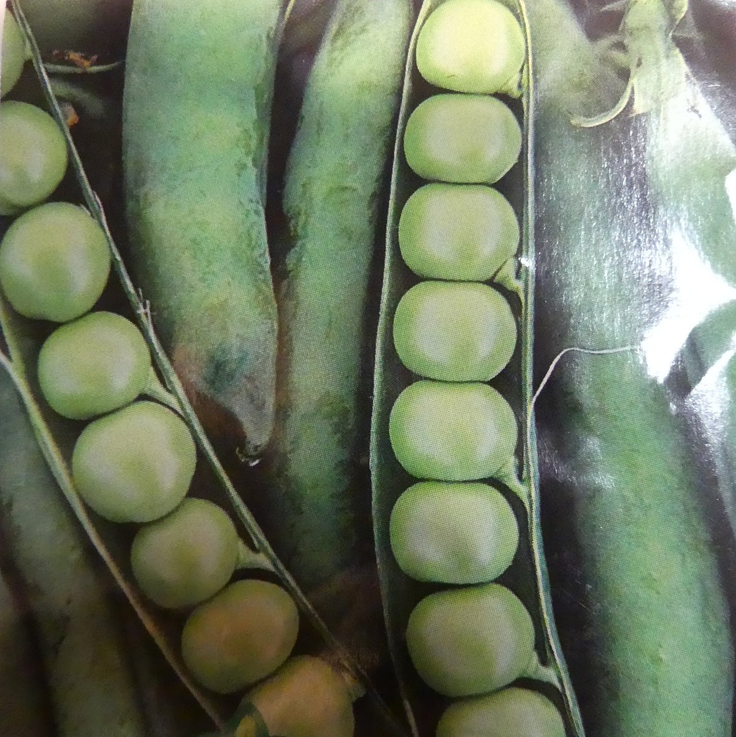PEAS LAXTON PROGRESS NO 9 - SEED