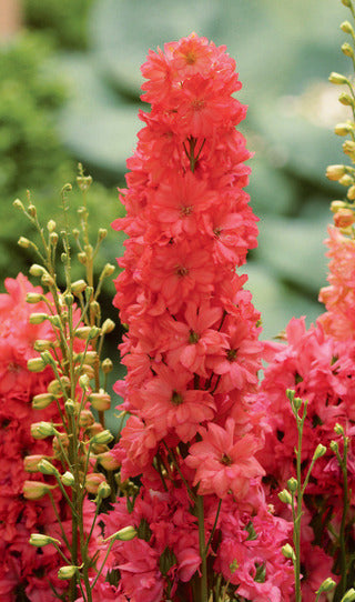 Delphinium 'Red Lark'