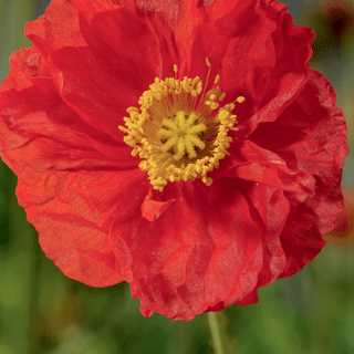 Poppy, Iceland 'Spring Fever Red'