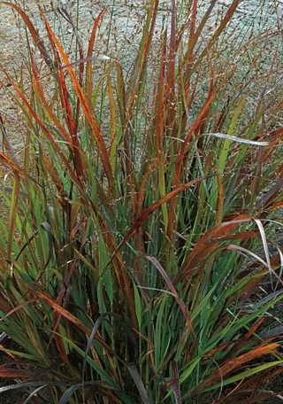 Grasses, Switch, Red 'Prairie Winds - Cheyenne Sky' PW