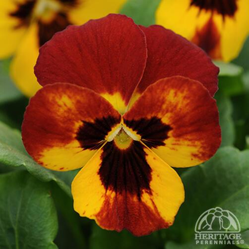 Viola 'Sorbet Fire' 9cm