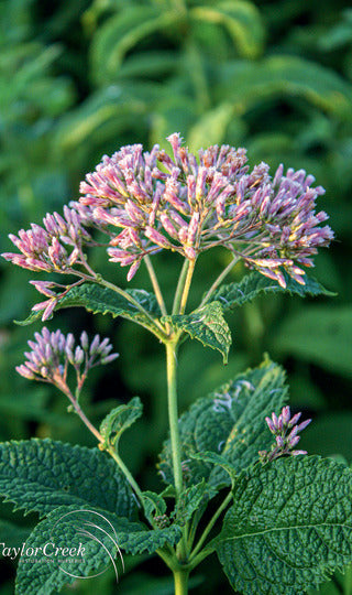 Spotted Joe Pye Weed