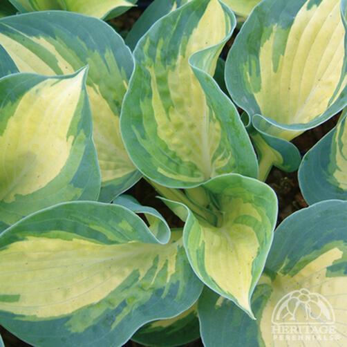 Hosta 'Great Expectations' 1 Gal