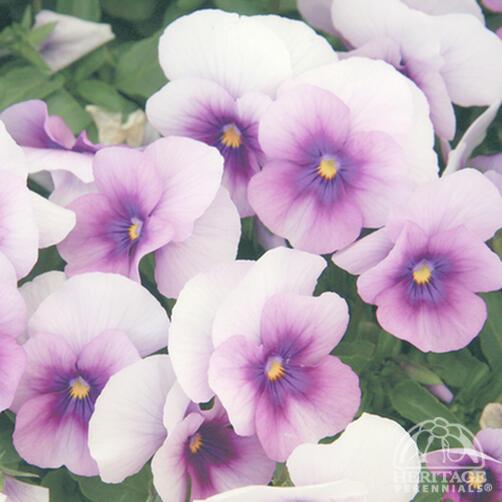 Viola 'Sorbet Orchid Rose Beacon' 9cm