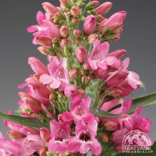 Beardtongue 'Deep Rose'