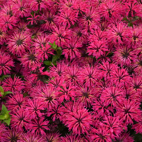 Beebalm 'Leading Lady Razzberry' PW