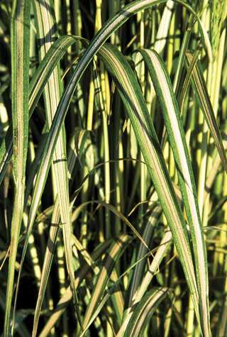 Grasses, Feather Reed 'Avalanche'