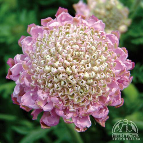Scabiosa 'Pink Mist' 11cm