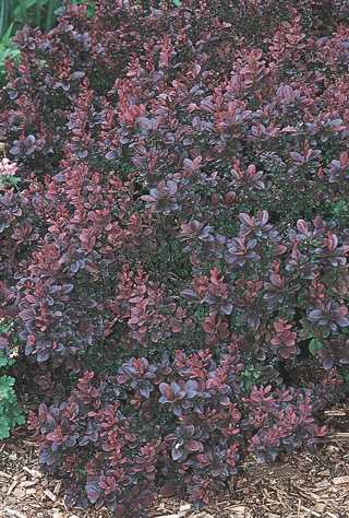 Barberry 'Concorde'