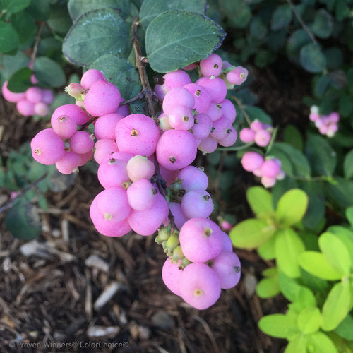 Coralberry 'Proud Berry Sofie'