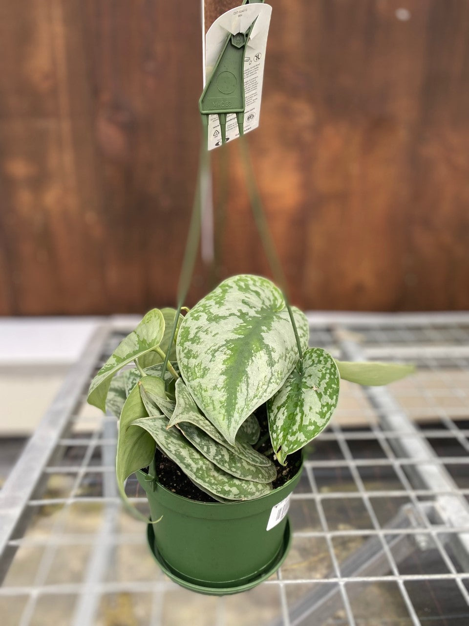 Potho Silver Satin 6" Hanging Basket