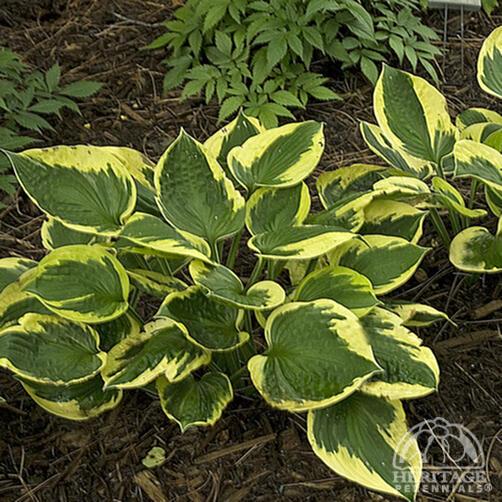 Hosta 'Twilight' 6"