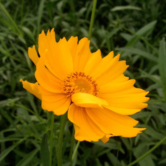 Lanceleaf Coreopsis