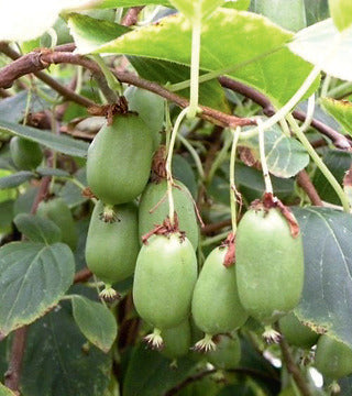 Kiwi, Hardy 'Issai'